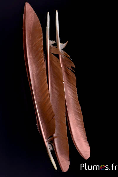 Paon bleu - 33-37 cm - brun naturel-bronze